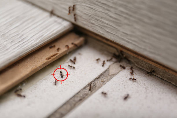 Best Best Pest Control Companies  in Blountville, TN