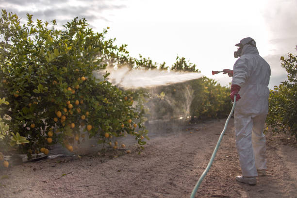Best Bed Bug Extermination  in Blountville, TN